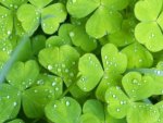 Lucky Shamrocks - Green Irish Clovers