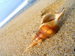 Sea shell