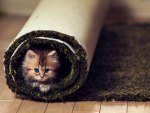 Carpet kitty