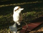 Friendly Aussie Kookaburra