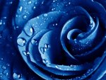 Beatiful Rose Blue