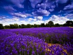 Field of flowers under the blue sky