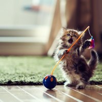 Playful Cat