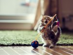 Playful Cat