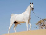 ARABIAN HORSE !