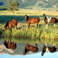 Horse Reflections