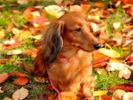 Dog in autumn