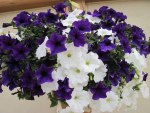 Flowers Hanging basket
