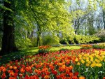 Tulips Garden.