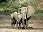  (African Elephants) Mother and child