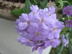 lavender Verbena in my garden 