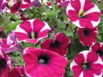 peppermint petunias 30