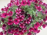 Hanging basket with Peppermint Petunias