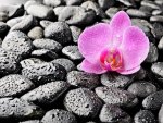 Lonely flower on stones