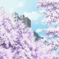 Sakuras