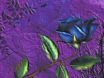 JoAne's Blue rose