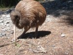 the kiwi