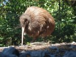 new zealand kiwi