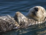 Otter Relaxing 