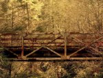 a bridge in the forest