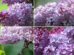 LILACS THIS SPRING
