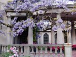 Wisteria