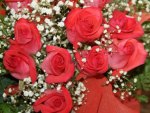Red roses
