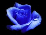 Blue Rose