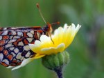 THREATENED CHECKERSPOT BUTTERFLY