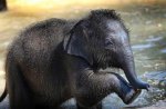 Baby Elephant