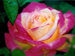 A lovely dewey colored rose.