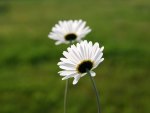 Daisies