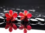 Red flowers on stones