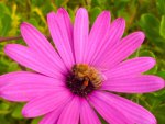 bee on a daisy