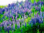 purple lupines