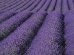 lavander field