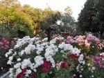 beautiful rose garden