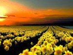 Yellow Flower Garden