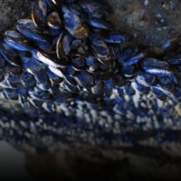 Zuma Coast in Spring