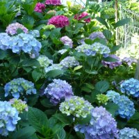 lovey hues of hydrangeas