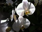 White orchid