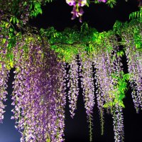 wisteria