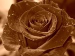 Brown rose