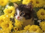 cute kitty under flowers