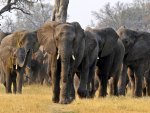 MANADA DE ELEFANTES