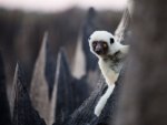 SIFAKA