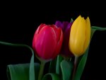 Tulips