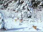 Wolf Pack in Snow