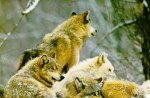 Wolf pack in Snow