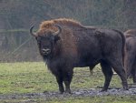 Wisent